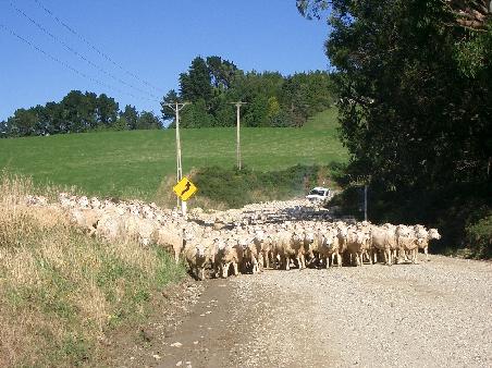 sheep-jam
