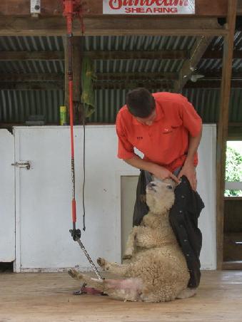 not so happy sheep