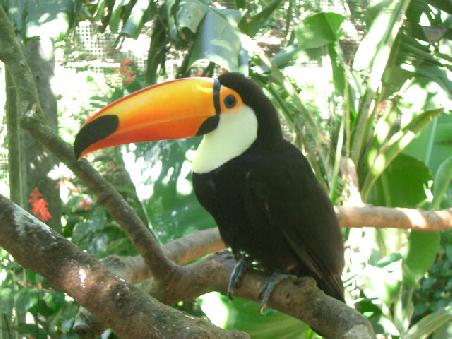 The beautiful Tucan