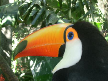 amazing bird...