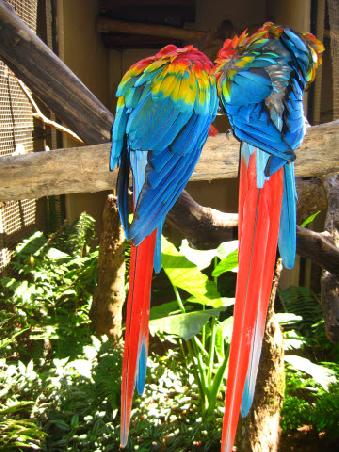 Kissing Parrots