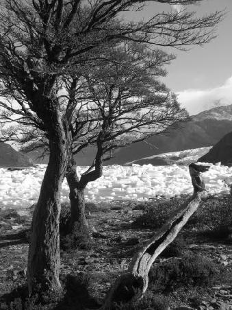 Trees at the lakeside