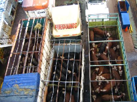 The poor cows