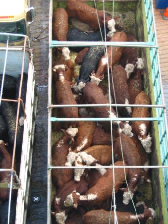 No room to moooooooove (Sorry! I just couldn´t resist (Marc))