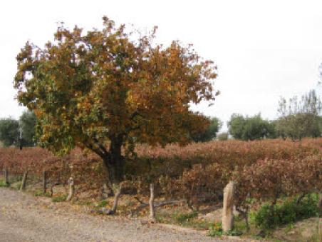 the vineyard