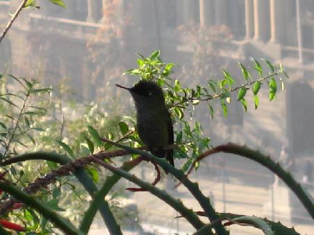 A Humming bird