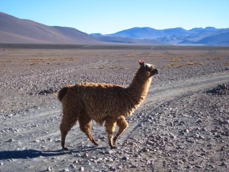 a llama