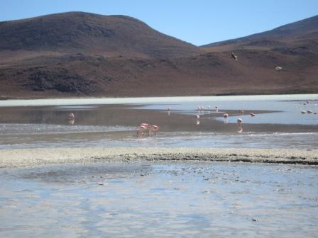 some flamingos
