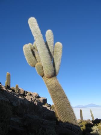 a giant cactus