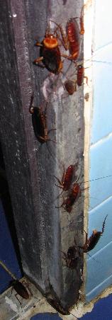 ROACHES!