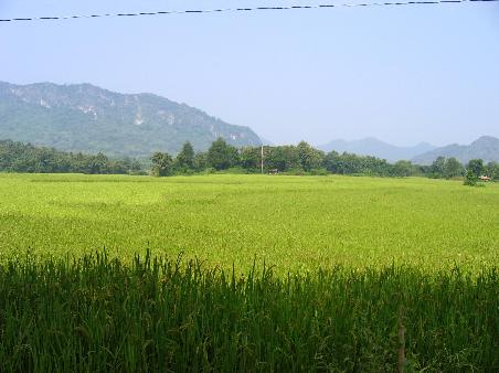 Some of the impossibly green rice paddies of Laos, with the mountains that are invariably in the background of every picture.