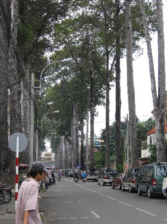 TREES!