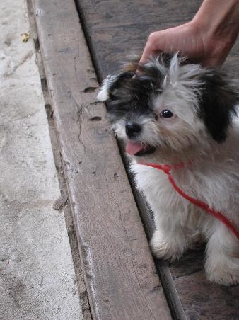 A cute puppy. CUTE!