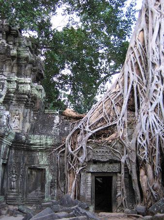 The trees really do outshine the temples... sometimes.