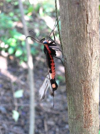 flutterby.