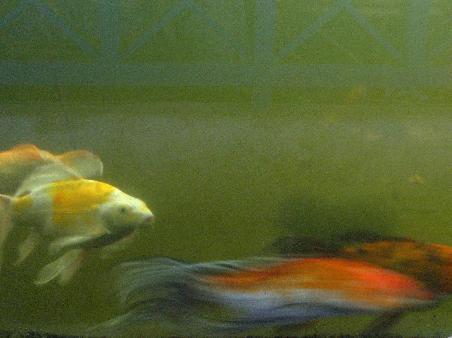They had lots of huge goldfish in a great big pond with a window in the side. I have about a dozen of these pictures I just can't part with.