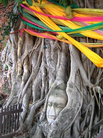 boddhi buddha