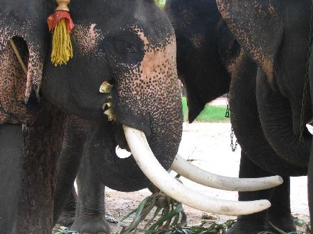 At the elephant palace.