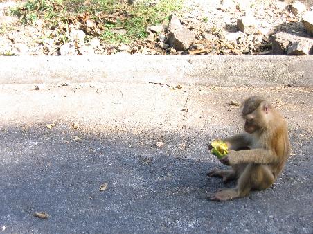 Safe monkey.