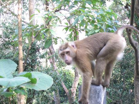 Dangerous Monkey. You see, this situation was one that actually required a little of that ineffectual stick-shaking on my behalf. Monkey climbed to the top of that pole to try to intimidate me and then I just thought that was so neat I had to have a picture. Time ran out and some stick shaking was required. Never did get the picture I wanted either.