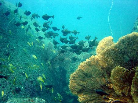 South reef, Kata Beach.