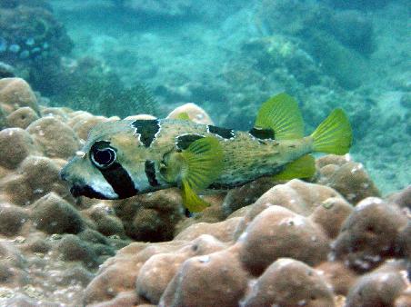 and triggerfish. Yes, it puffs up. No, we weren't allowed to poke it.