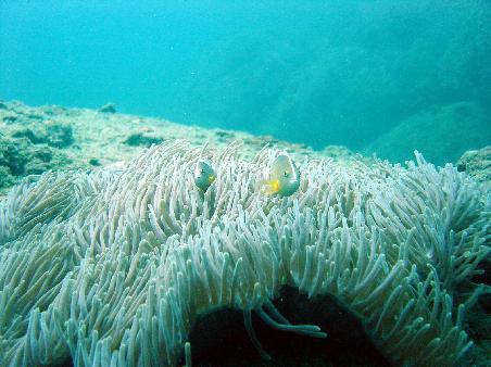 Anenome fish.