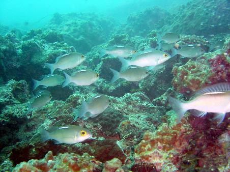 Some kind of barbs, I think. We also had a school of small barracuda follow us around for most of our second dive.