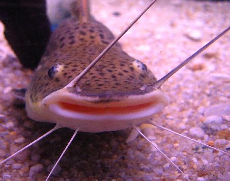 Happy catfish.