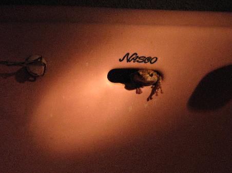 There was a frog living in our sink. Indescribably cute.