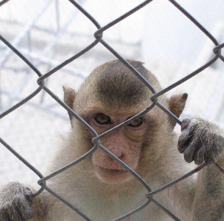 it's like monkey mug-shots. but we're the ones in the cage, remember.