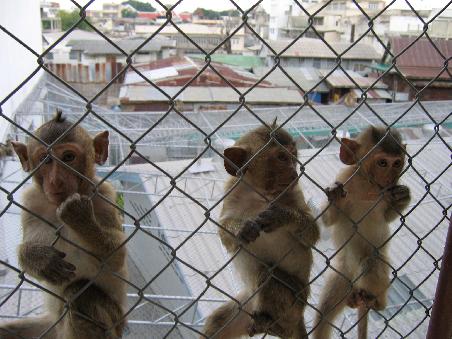 More monkeys - note they're sporting the latest trendy haircuts. Oh yes, the faux-hawk.